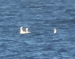 Tundra Swan (Whistling) - ML188008791