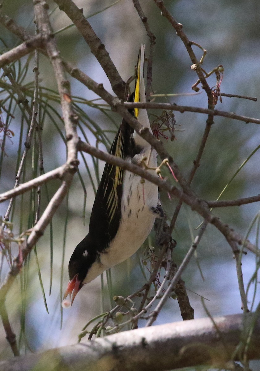 Painted Honeyeater - ML188009491