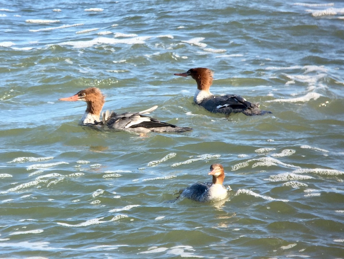 Common Merganser (North American) - ML188009711