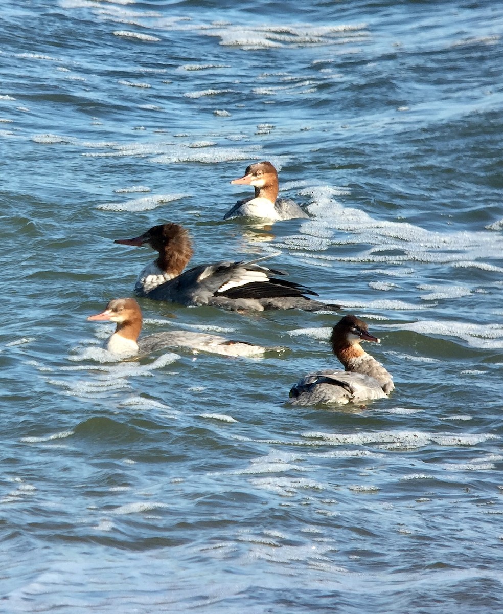 Common Merganser (North American) - ML188009751