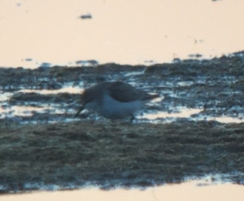 Semipalmated Sandpiper - ML188009961