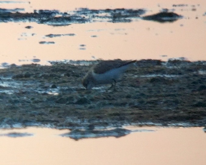 Semipalmated Sandpiper - ML188009981