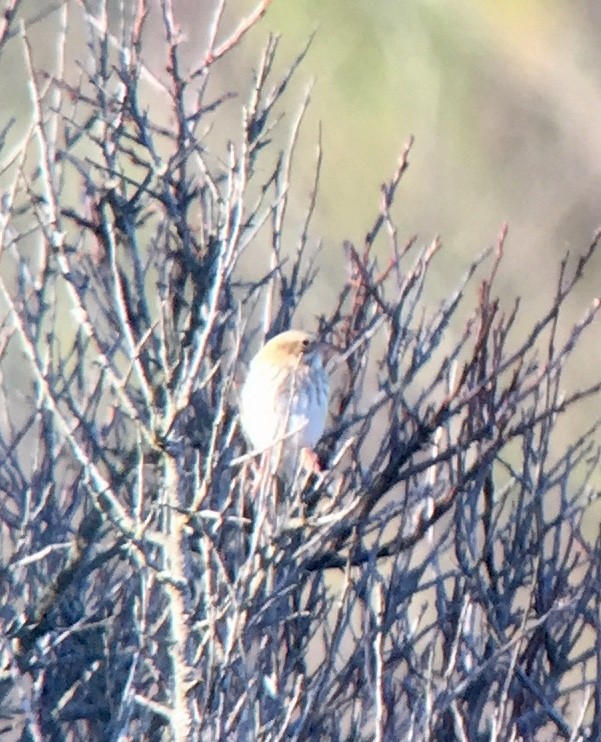 Savannah Sparrow (Ipswich) - ML188010341