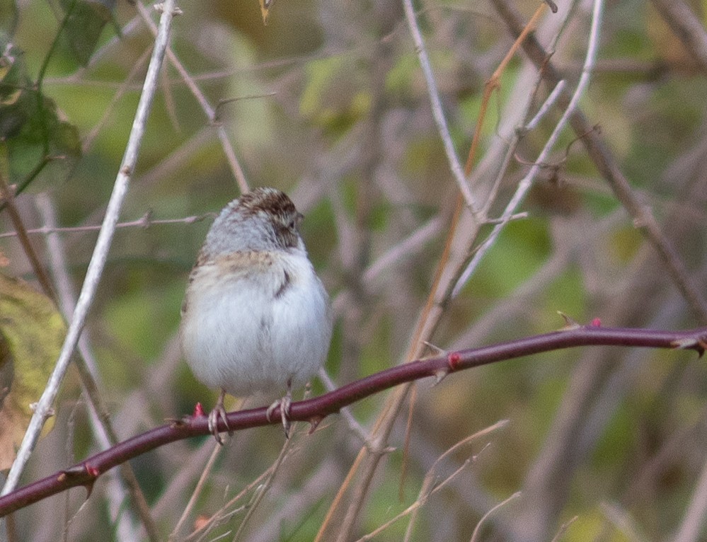 grånakkespurv - ML188013531