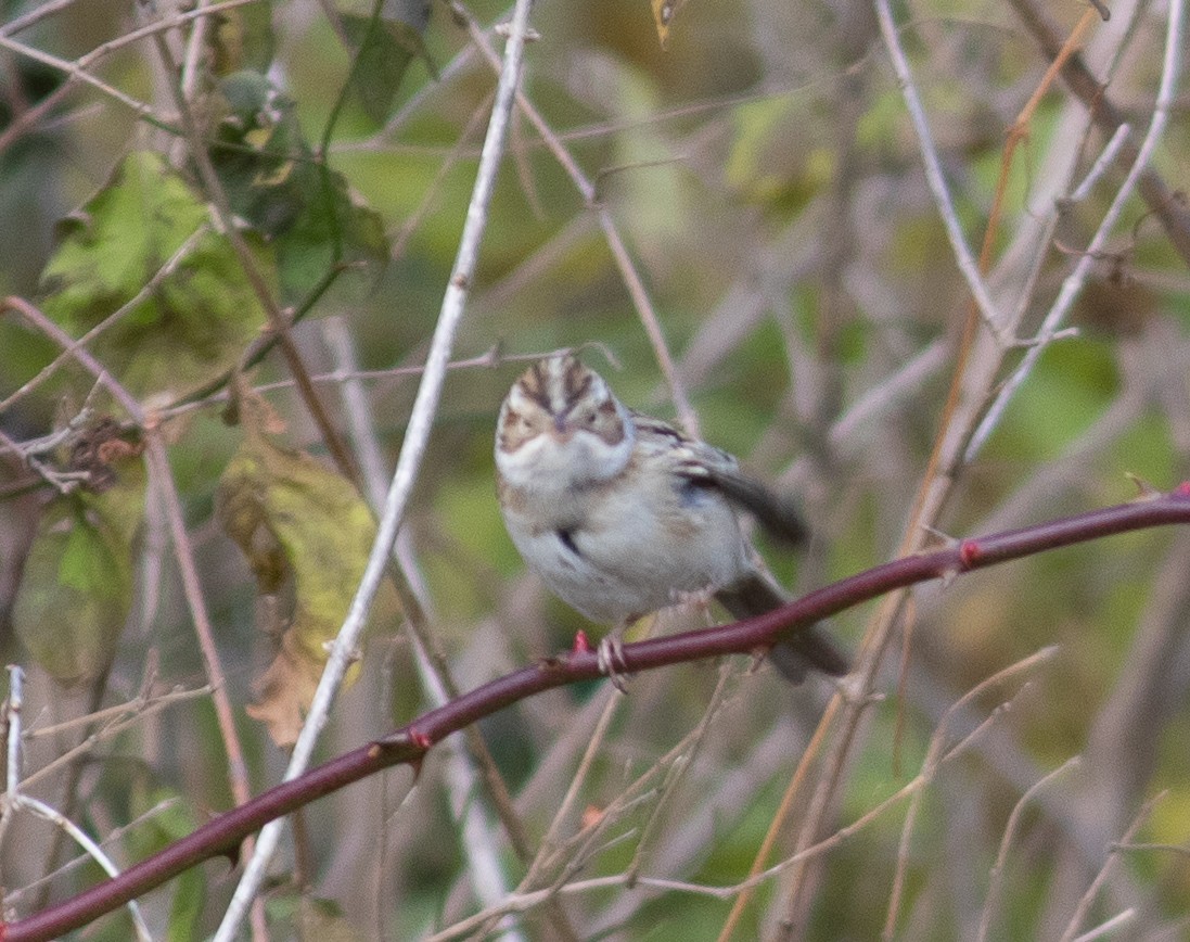 grånakkespurv - ML188013541
