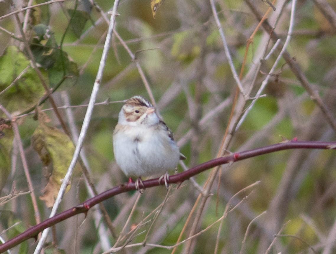 grånakkespurv - ML188013561