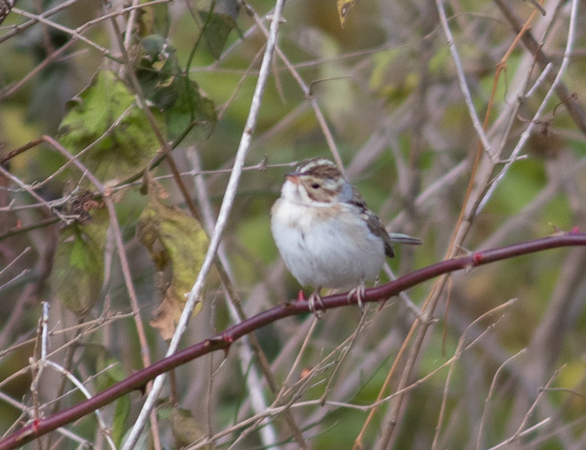 grånakkespurv - ML188013571