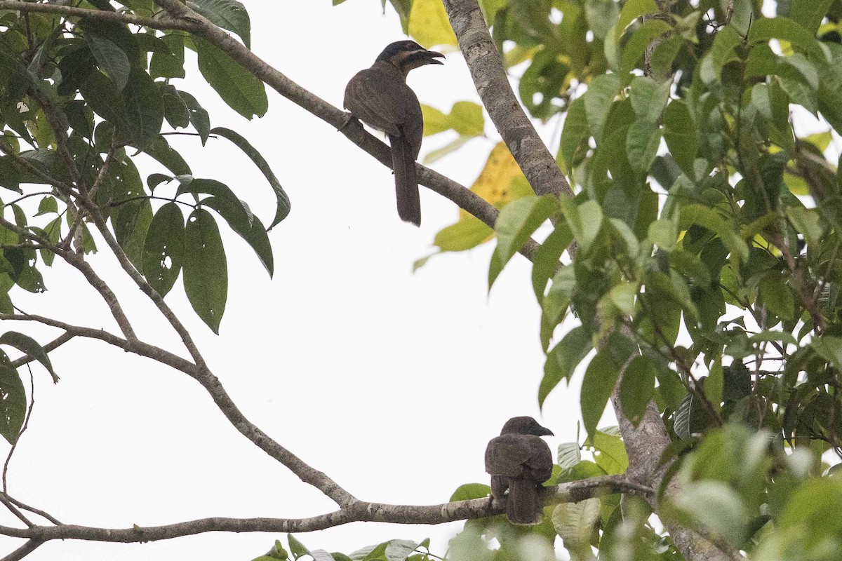 Dwarf Koel - ML188014291