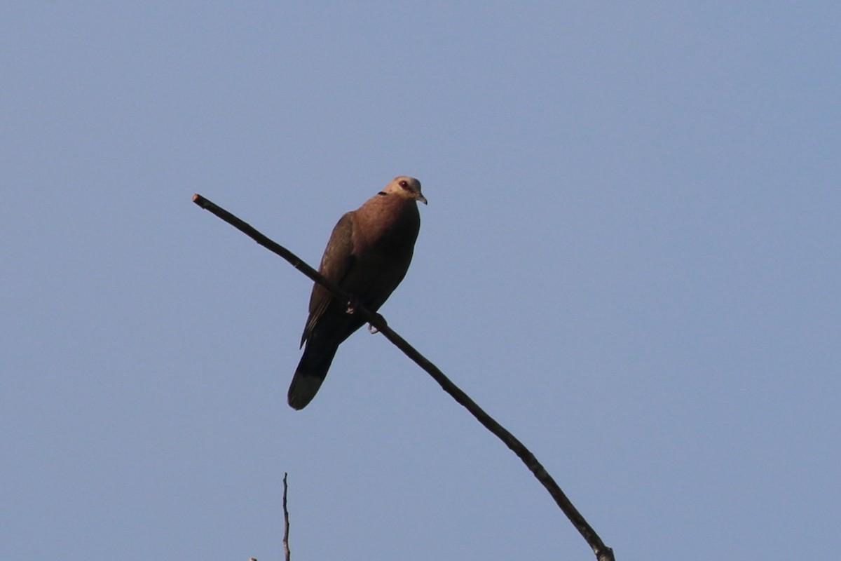 Red-eyed Dove - ML188015841
