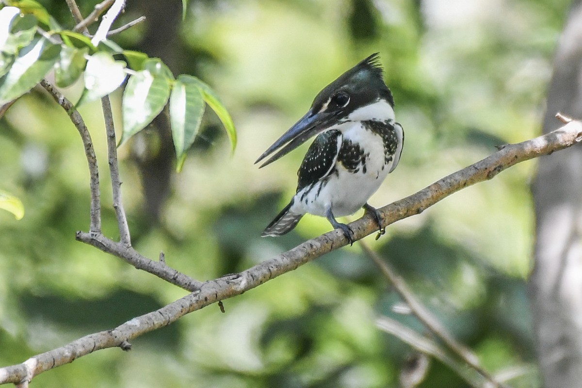 Martin-pêcheur d'Amazonie - ML188016791