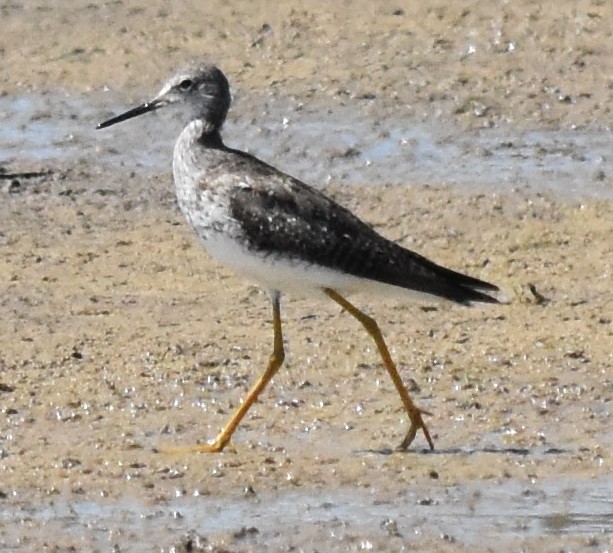 Lesser Yellowlegs - andres ebel