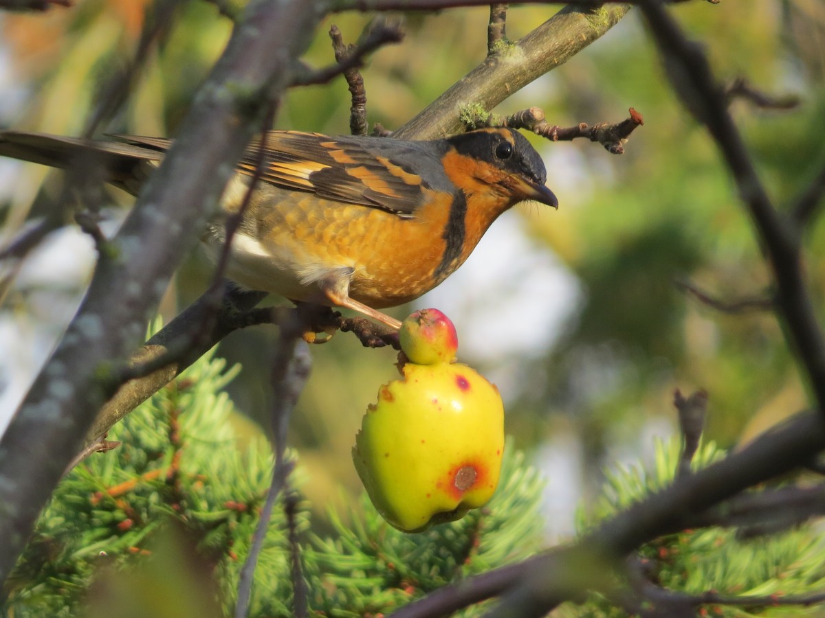 Varied Thrush - Phil Wegener