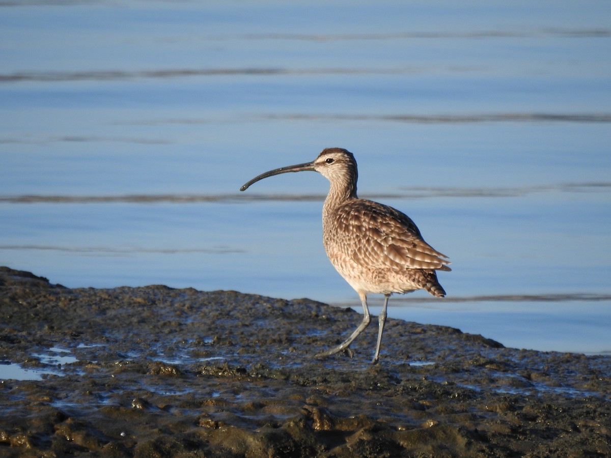 Kurlinta bekainduna (hudsoniarra) - ML188018051