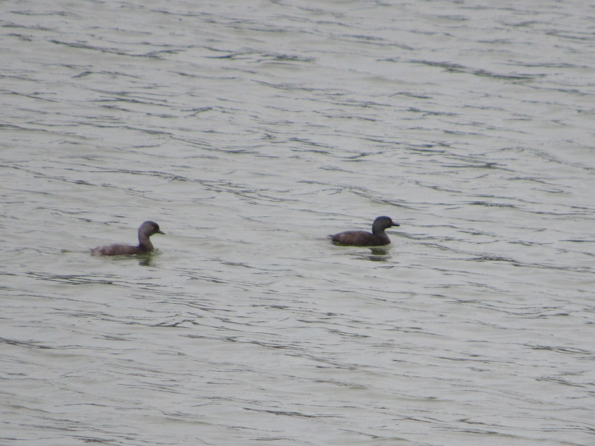 Least Grebe - ML188020521