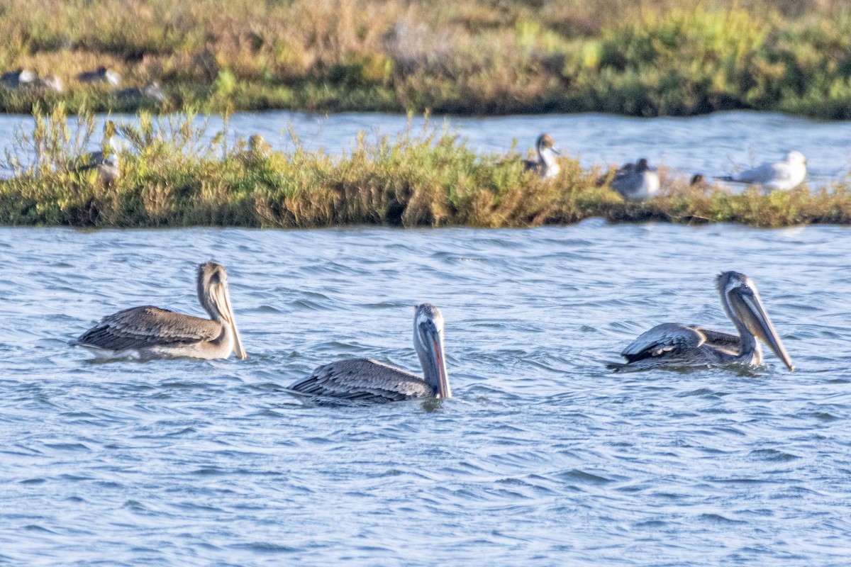 Brown Pelican - James Kendall