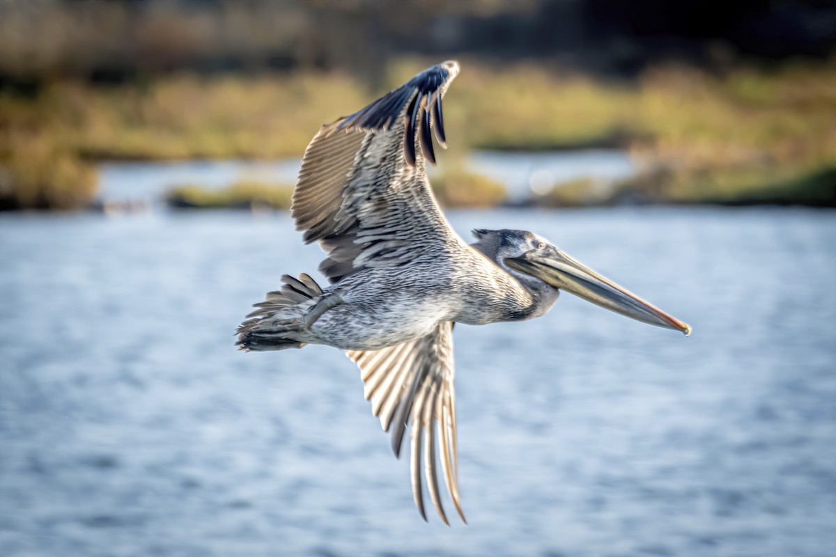 Brown Pelican - James Kendall