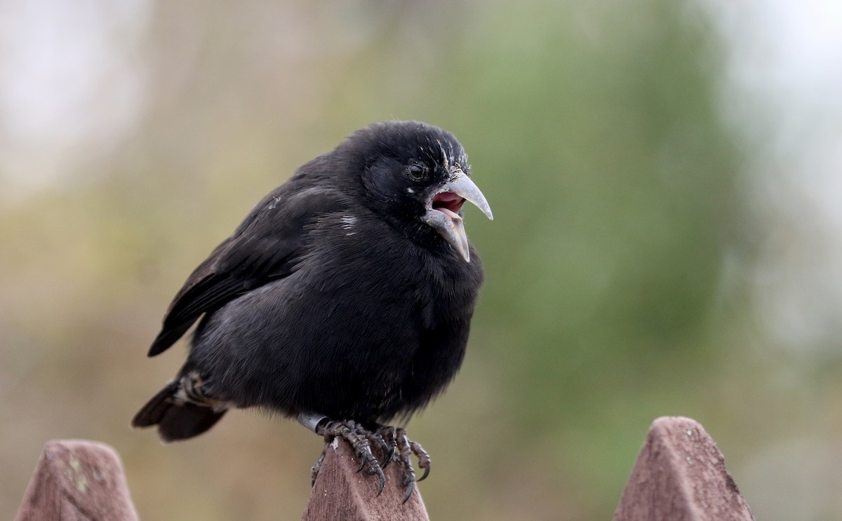 Common Cactus-Finch - ML188022191