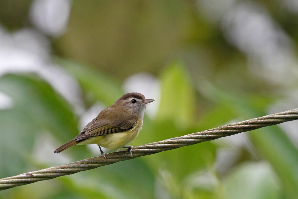 Brown-capped Vireo - Linda Widdop