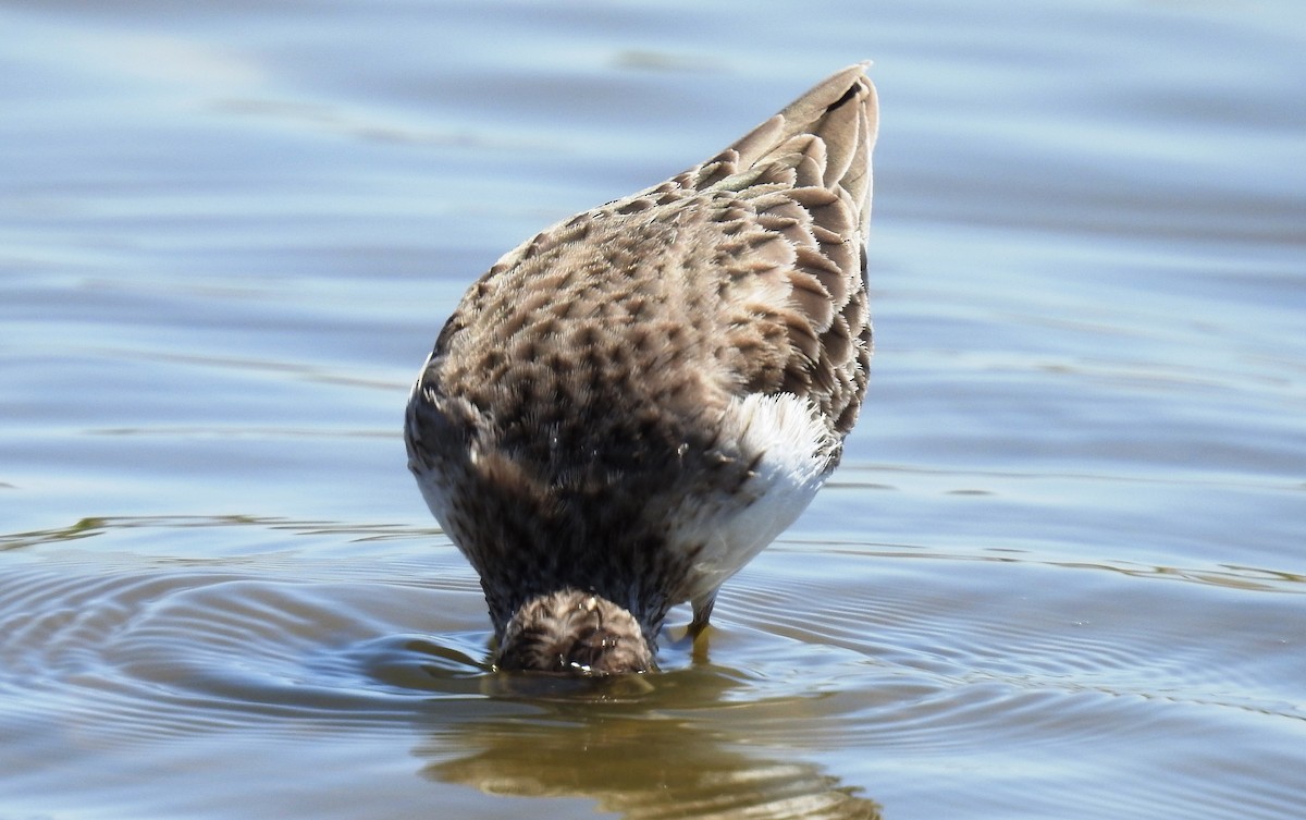 White-rumped Sandpiper - Fernando Angulo - CORBIDI