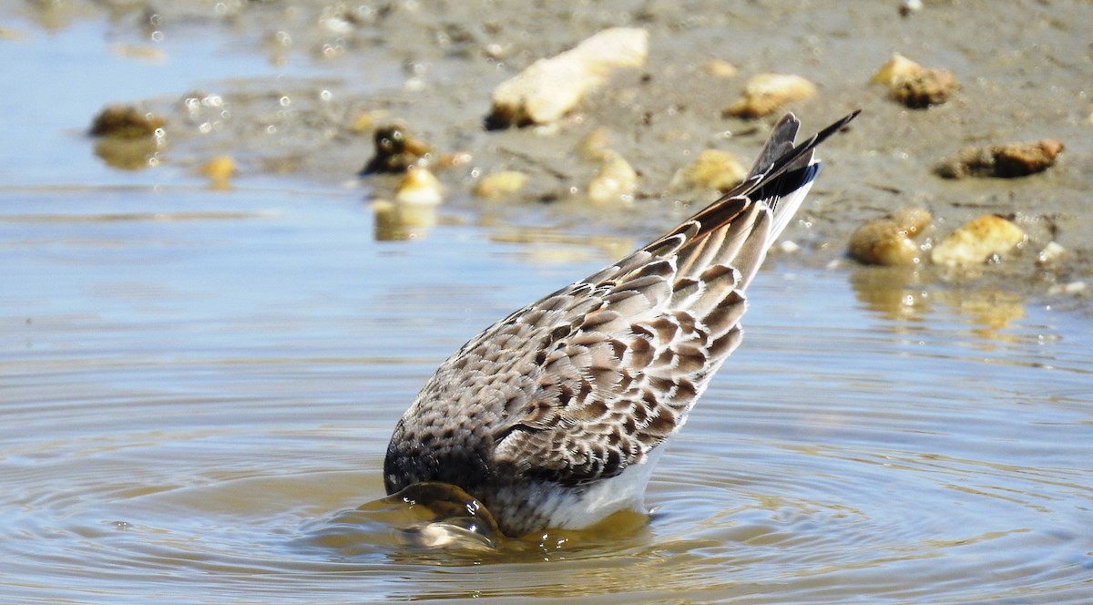 Weißbürzel-Strandläufer - ML188023341