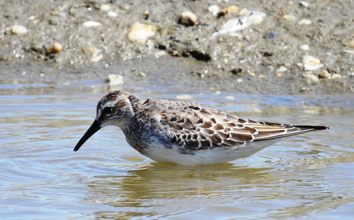 Weißbürzel-Strandläufer - ML188023351