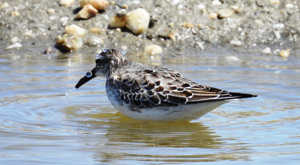 White-rumped Sandpiper - Fernando Angulo - CORBIDI