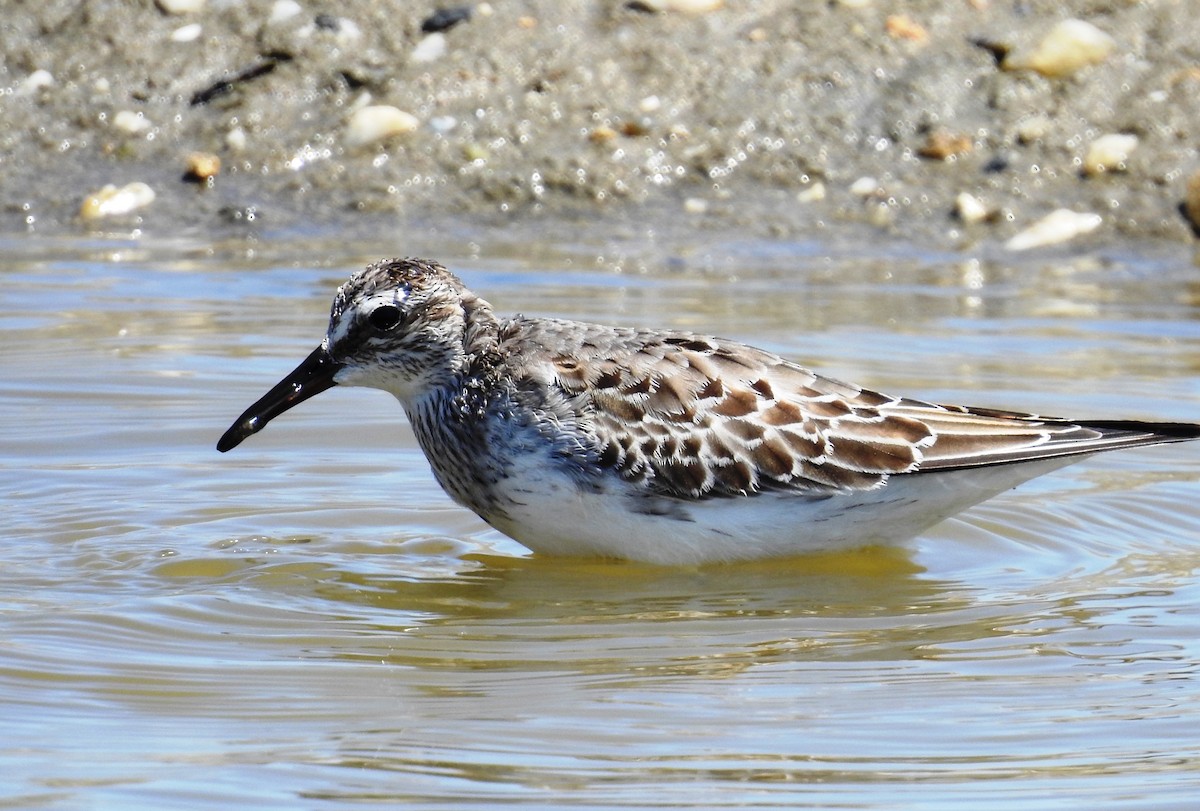 Weißbürzel-Strandläufer - ML188023371