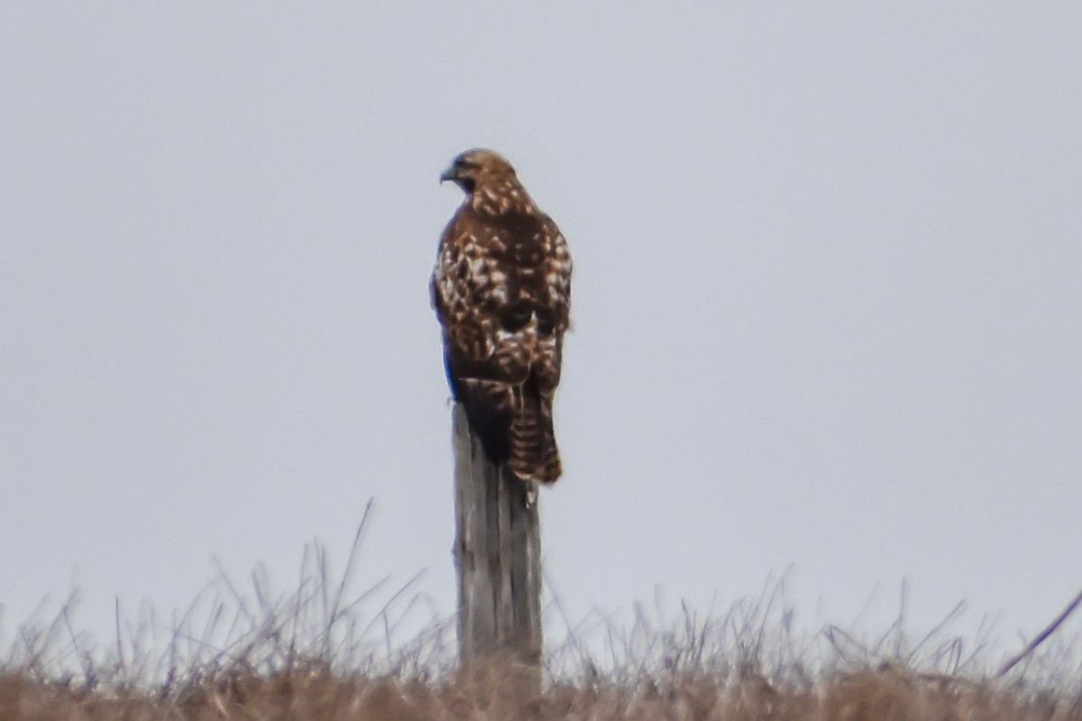Red-tailed Hawk - ML188026571