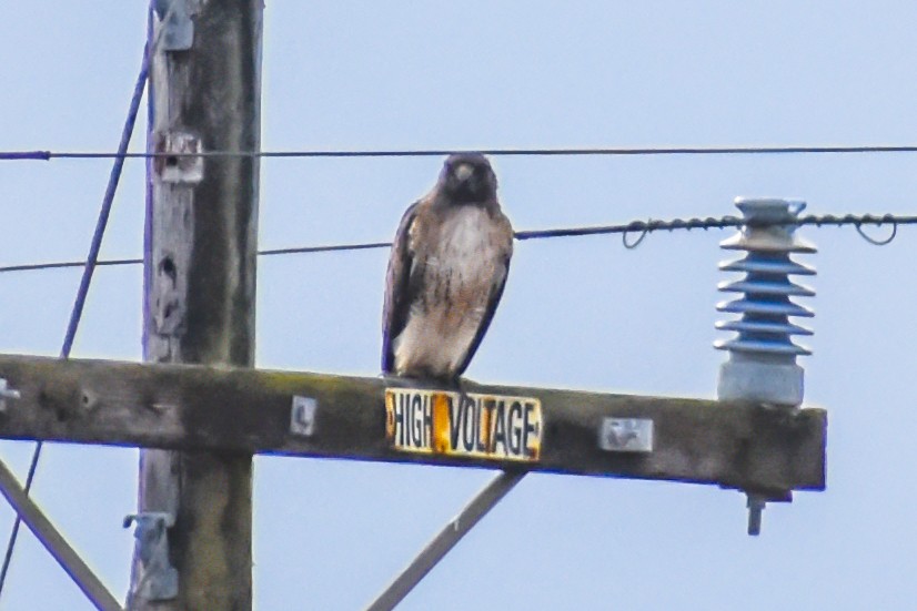 Red-tailed Hawk - ML188026671
