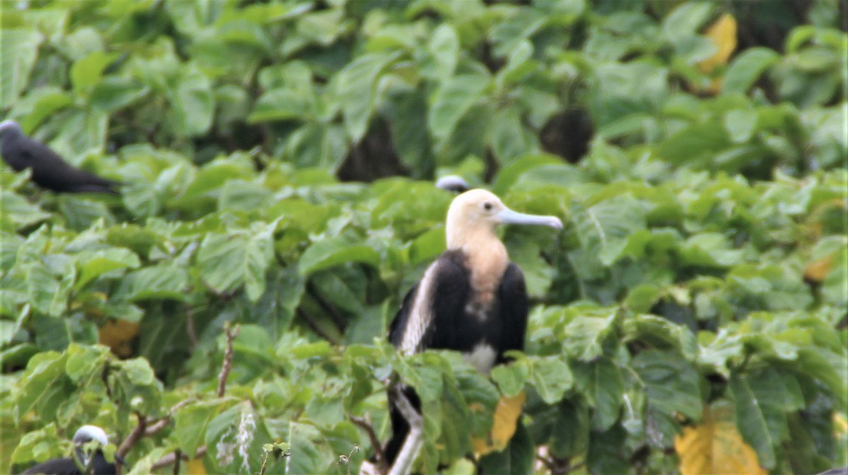 Lesser Frigatebird - ML188029041