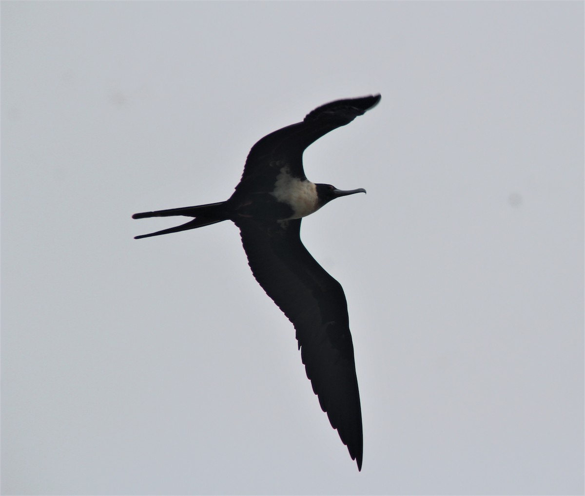 Lesser Frigatebird - ML188029081