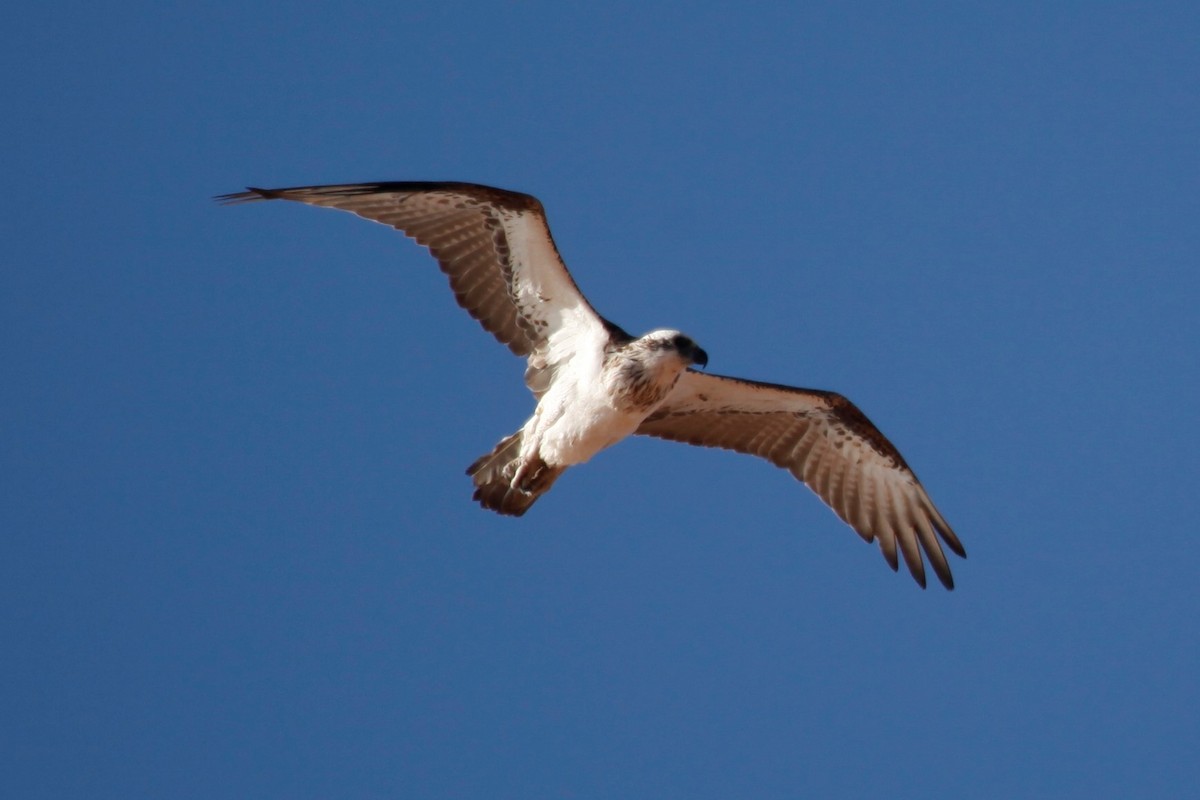 Águila Pescadora - ML188029601