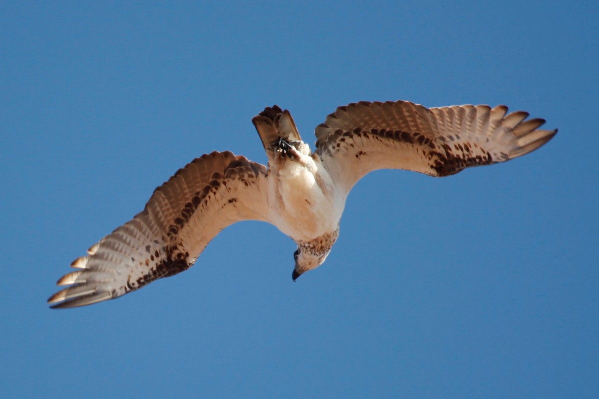 Águila Pescadora - ML188029621