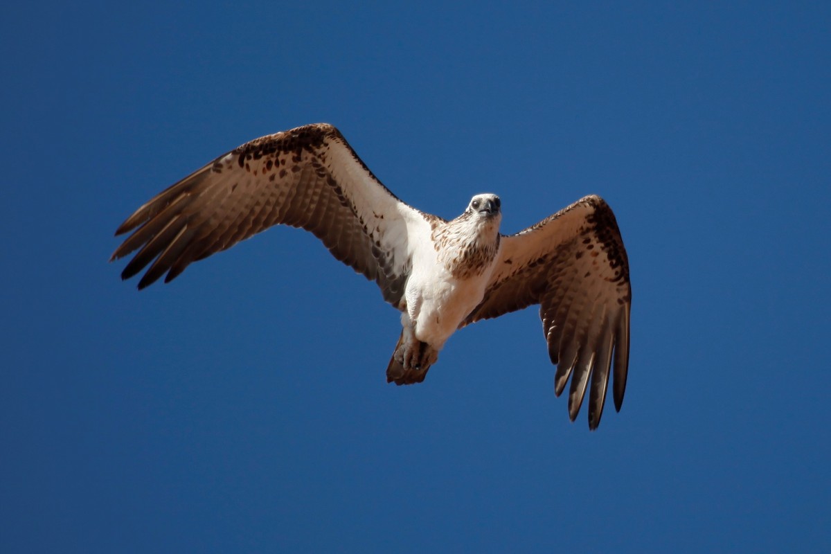 Balbuzard pêcheur - ML188029641