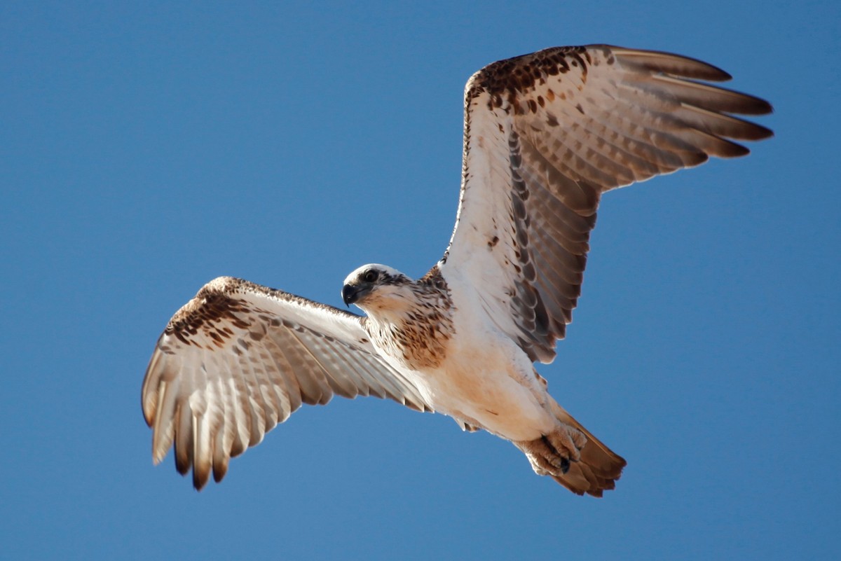 Águila Pescadora - ML188029651