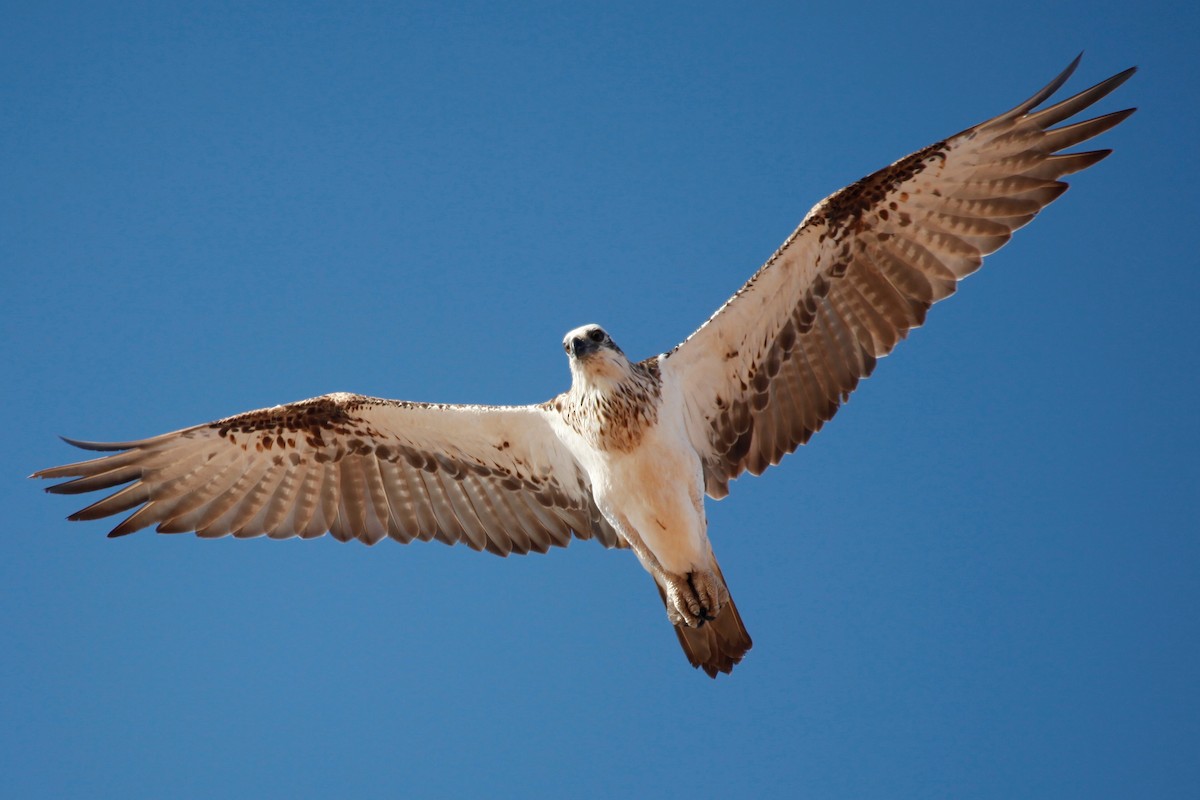 Águila Pescadora - ML188029661