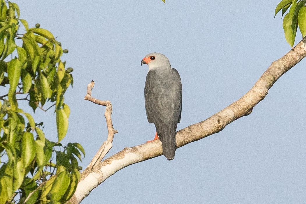 Gray-headed Goshawk - Eric VanderWerf