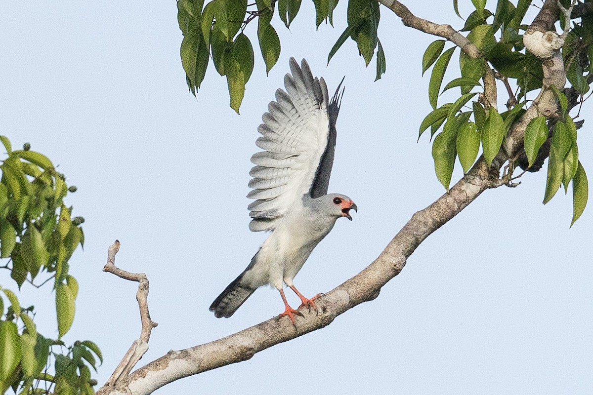 Gray-headed Goshawk - Eric VanderWerf