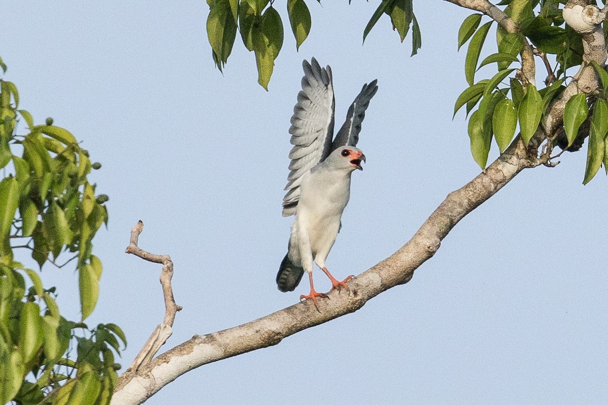 Gray-headed Goshawk - ML188029831