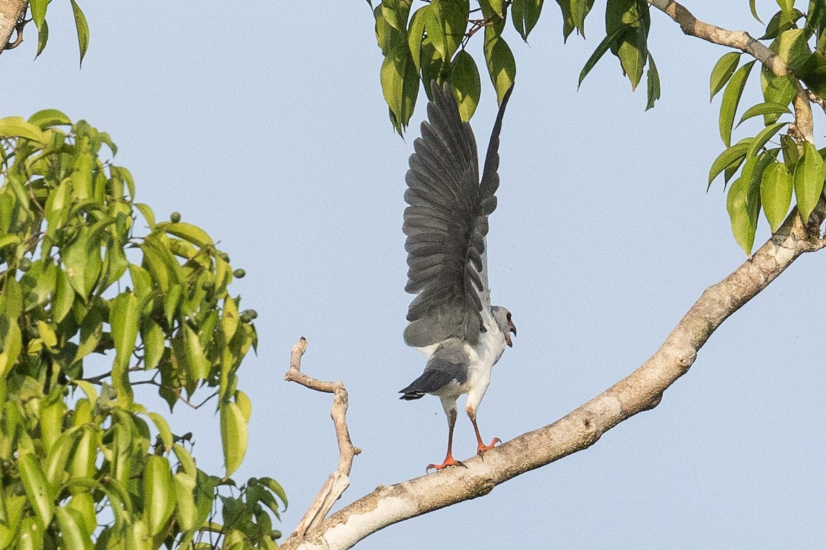 Gray-headed Goshawk - Eric VanderWerf