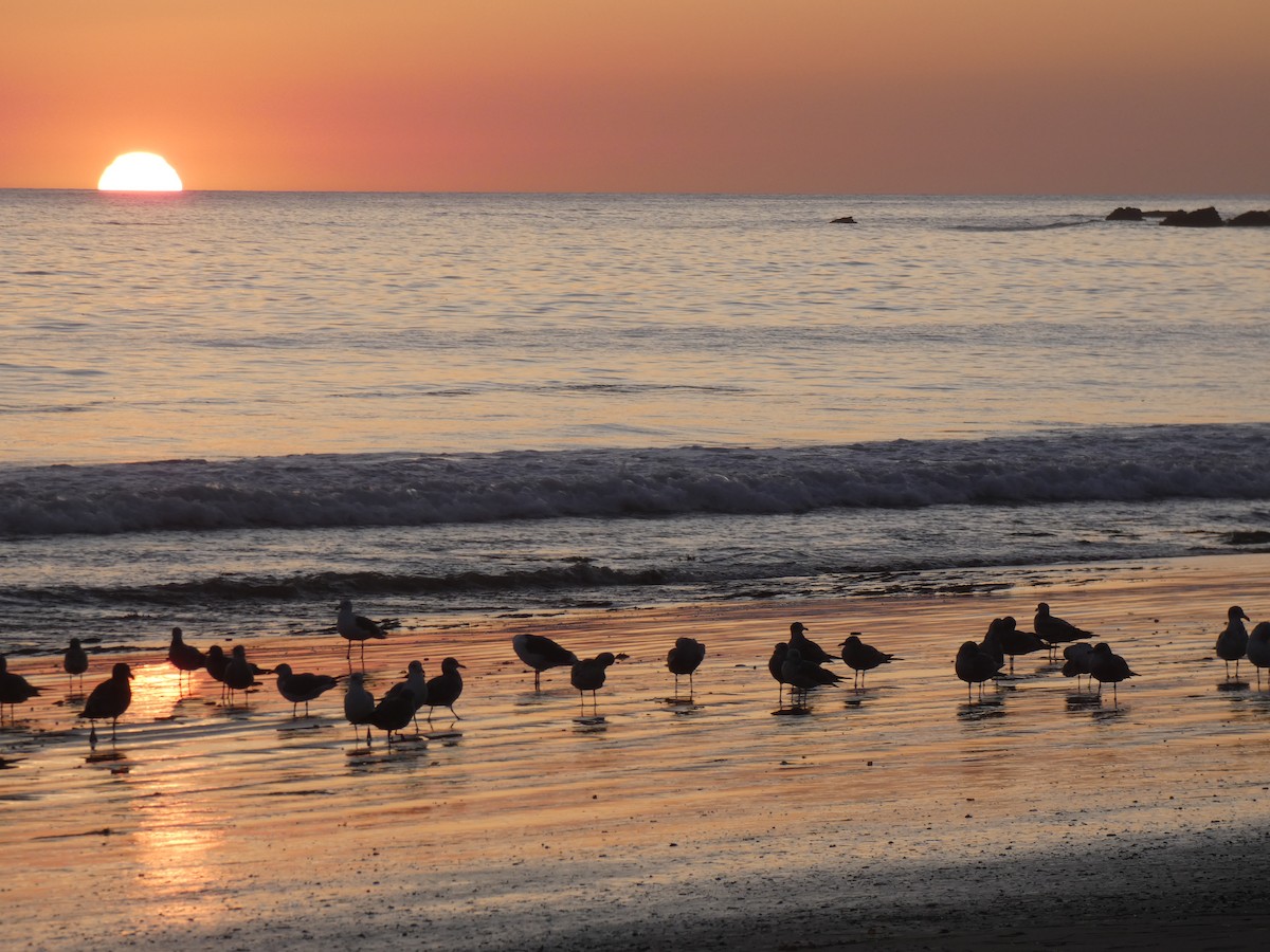 California Gull - ML188031111