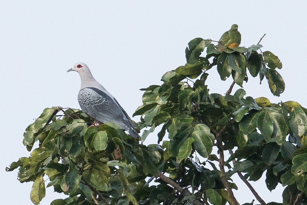 Pinon's Imperial-Pigeon - ML188032131