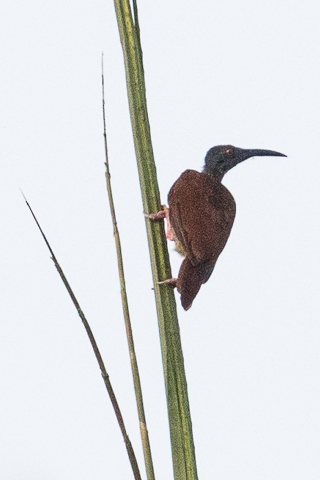 Twelve-wired Bird-of-Paradise - ML188032391