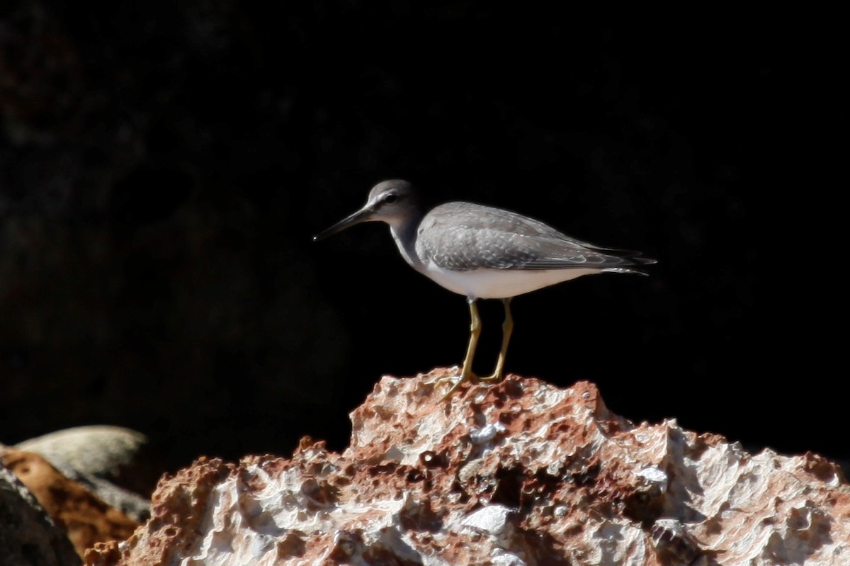 Gray-tailed Tattler - ML188032501