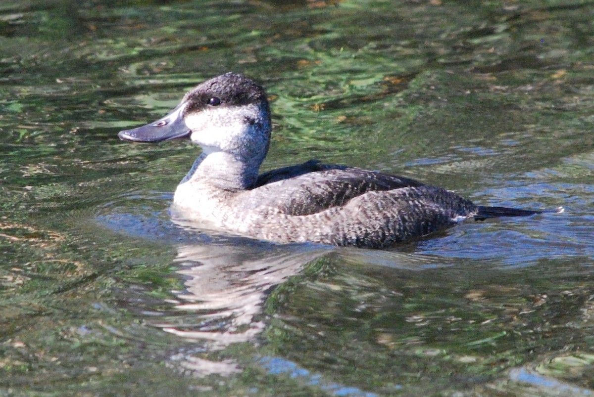 Ruddy Duck - Suzanne Mottin