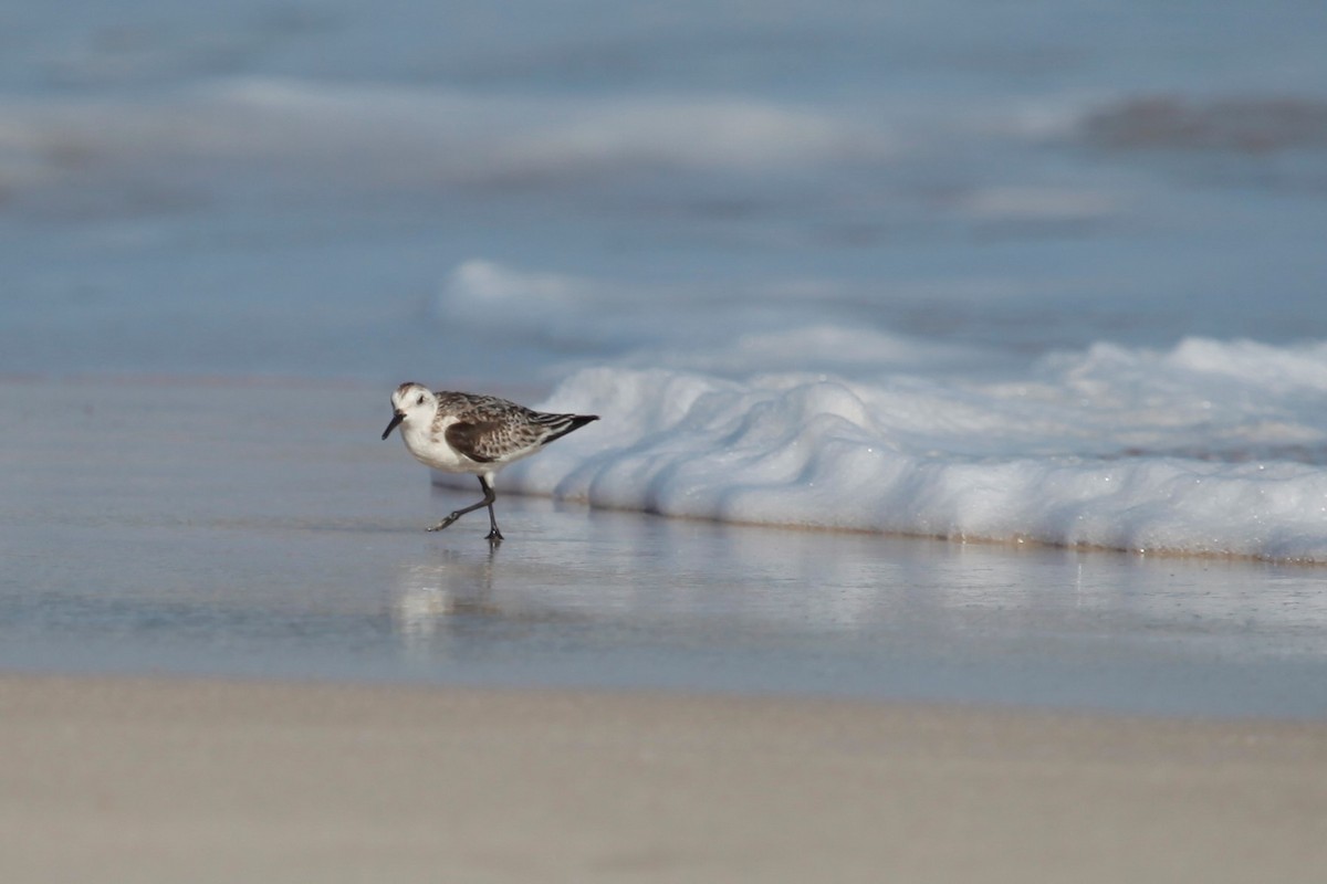 Sanderling - ML188032981