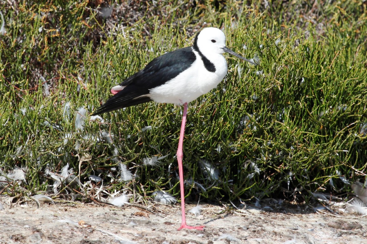 Pied Stilt - ML188033761