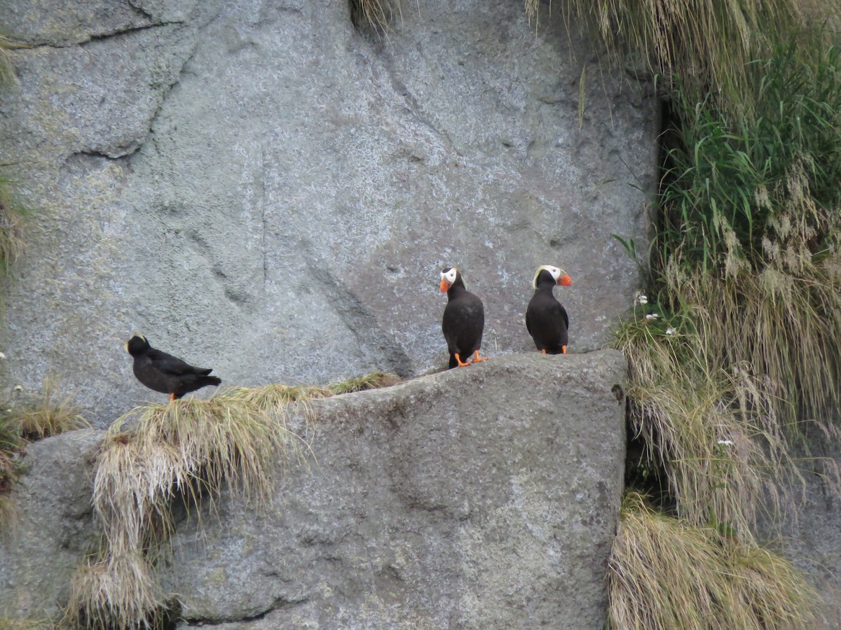 Tufted Puffin - Timothy Piranian