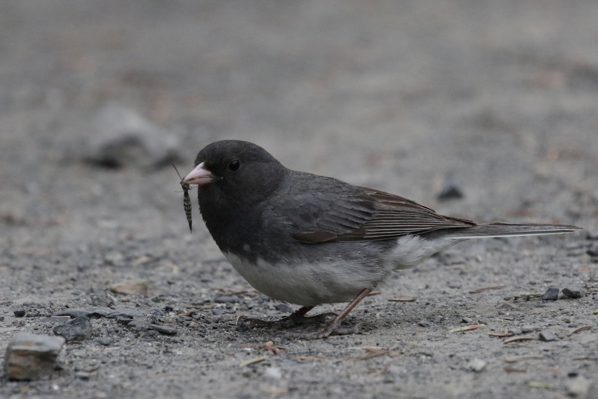 Dark-eyed Junco (Slate-colored) - ML188034551