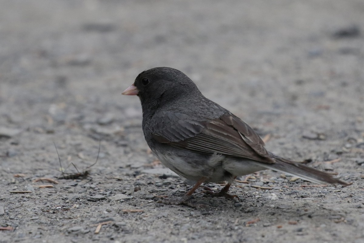 Dark-eyed Junco (Slate-colored) - ML188034561